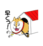 癒し犬 豆柴 マメ太（個別スタンプ：24）