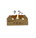 ゆるかわワンコ（個別スタンプ：38）