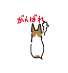 立ち耳 ジャック（個別スタンプ：21）