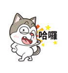 Stupid Husky Hachichi（個別スタンプ：1）