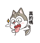 Stupid Husky Hachichi（個別スタンプ：19）