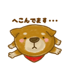 柴犬のわんころもち（個別スタンプ：24）