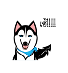 Husky Vector（個別スタンプ：37）