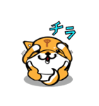 丸犬4版（個別スタンプ：9）