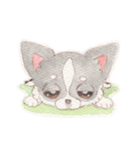胸きゅん！癒しわんこミルク♪（個別スタンプ：15）