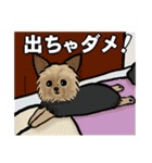 コダフミスタンプ（個別スタンプ：23）