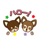 Chihuahua Brother's - Shiyairo ＆ Tramp（個別スタンプ：1）