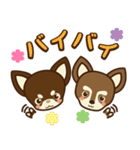 Chihuahua Brother's - Shiyairo ＆ Tramp（個別スタンプ：2）