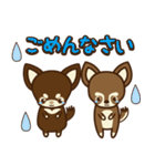 Chihuahua Brother's - Shiyairo ＆ Tramp（個別スタンプ：4）