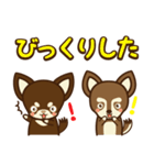 Chihuahua Brother's - Shiyairo ＆ Tramp（個別スタンプ：13）