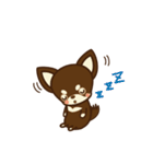 Chihuahua Brother's - Shiyairo ＆ Tramp（個別スタンプ：23）