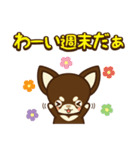 Chihuahua Brother's - Shiyairo ＆ Tramp（個別スタンプ：26）