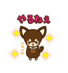 Chihuahua Brother's - Shiyairo ＆ Tramp（個別スタンプ：29）