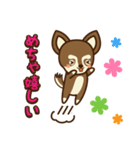 Chihuahua Brother's - Shiyairo ＆ Tramp（個別スタンプ：33）
