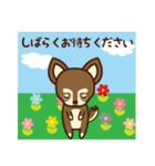 Chihuahua Brother's - Shiyairo ＆ Tramp（個別スタンプ：37）