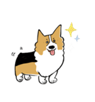 コーギー大豆くん！（個別スタンプ：1）