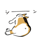 コーギー大豆くん！（個別スタンプ：16）