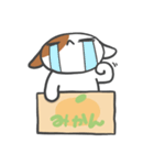 箱ねこ[みかん]（個別スタンプ：8）