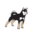 柴犬アキラ（個別スタンプ：20）