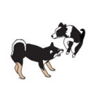 柴犬アキラ（個別スタンプ：25）
