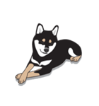 柴犬アキラ（個別スタンプ：31）