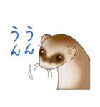 フェレットすたんぷ お返事編（個別スタンプ：2）