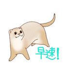 フェレットすたんぷ お返事編（個別スタンプ：10）