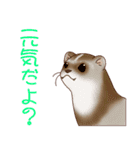 フェレットすたんぷ お返事編（個別スタンプ：37）