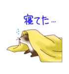 フェレットすたんぷ お返事編（個別スタンプ：39）