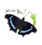 Butterflies of Taiwan ＆ Caterpillar（個別スタンプ：11）