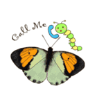 Butterflies of Taiwan ＆ Caterpillar（個別スタンプ：13）