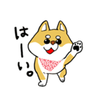 柴犬きなこのスタンプ（個別スタンプ：1）