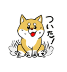 柴犬きなこのスタンプ（個別スタンプ：23）