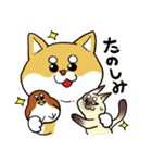 柴犬きなこのスタンプ（個別スタンプ：33）