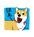 柴犬きなこのスタンプ（個別スタンプ：40）