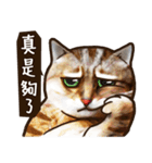 Cut Cat Help you speak（個別スタンプ：2）