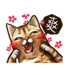 Cut Cat Help you speak（個別スタンプ：7）