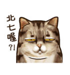Cut Cat Help you speak（個別スタンプ：20）