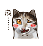 Cut Cat Help you speak（個別スタンプ：21）
