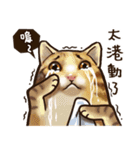 Cut Cat Help you speak（個別スタンプ：40）