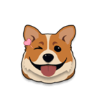 Mochi the Corgi（個別スタンプ：12）