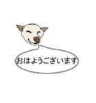 白柴犬のバニラちゃん（個別スタンプ：1）