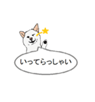 白柴犬のバニラちゃん（個別スタンプ：3）