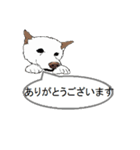 白柴犬のバニラちゃん（個別スタンプ：7）