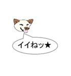 白柴犬のバニラちゃん（個別スタンプ：11）