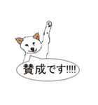 白柴犬のバニラちゃん（個別スタンプ：13）