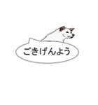 白柴犬のバニラちゃん（個別スタンプ：19）