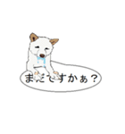 白柴犬のバニラちゃん（個別スタンプ：21）