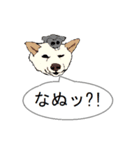 白柴犬のバニラちゃん（個別スタンプ：22）