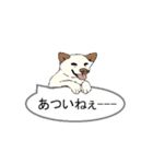 白柴犬のバニラちゃん（個別スタンプ：24）